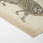 Anatomy: Plate No. 15