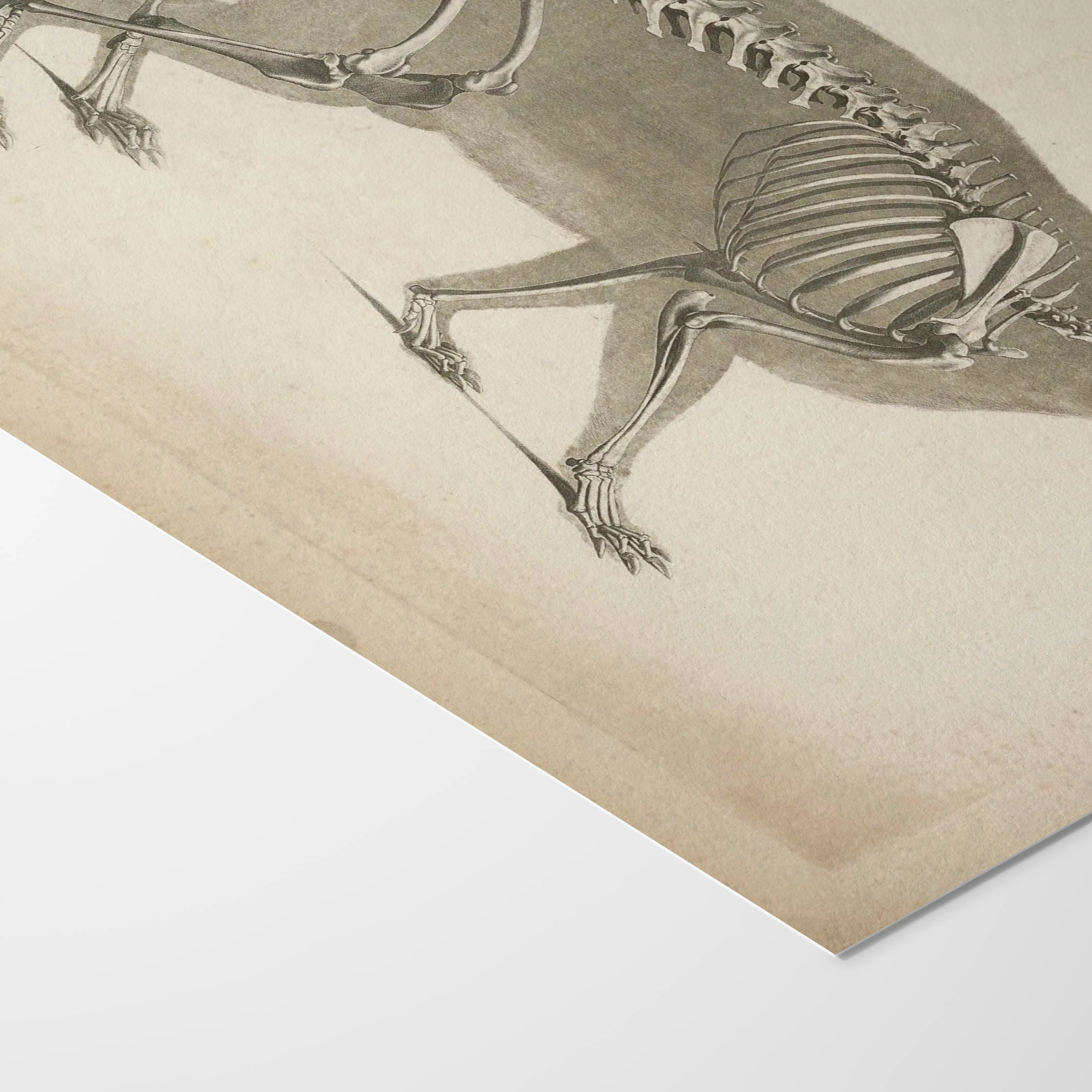 Anatomy: Plate No. 15