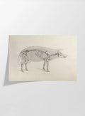 Anatomy: Plate No. 16