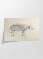 Anatomy: Plate No. 16
