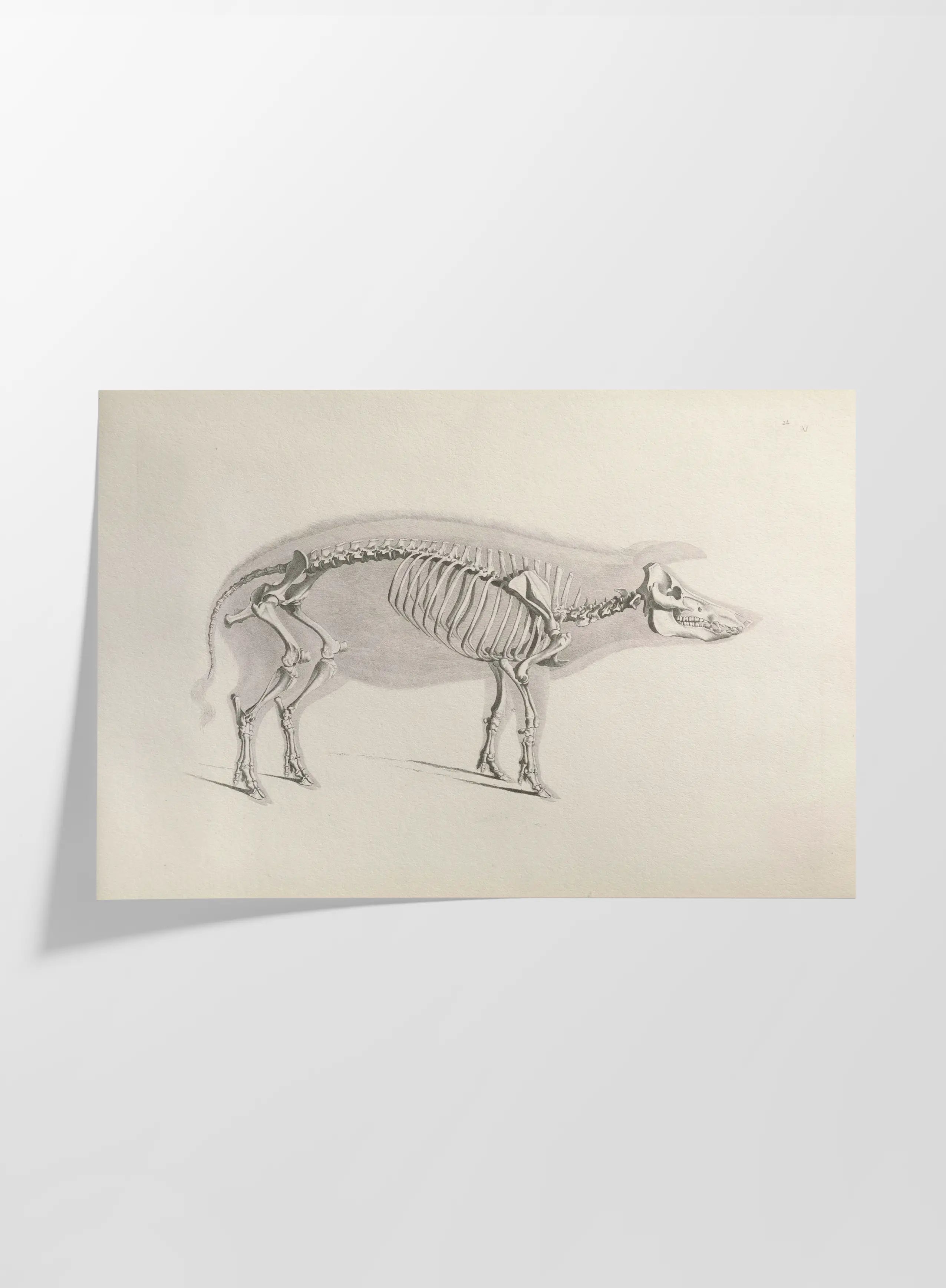Anatomy: Plate No. 16