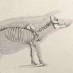 Anatomy: Plate No. 16