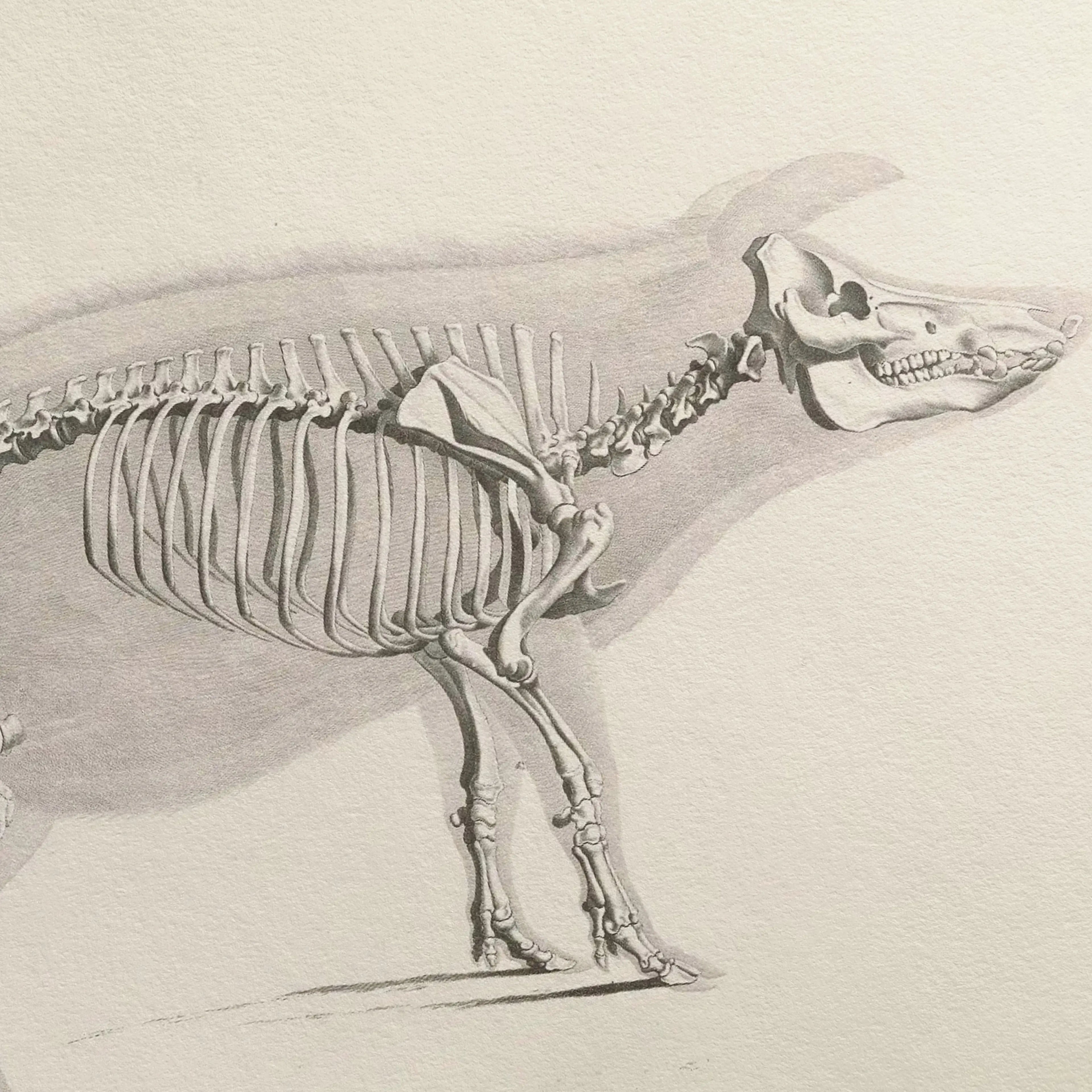 Anatomy: Plate No. 16