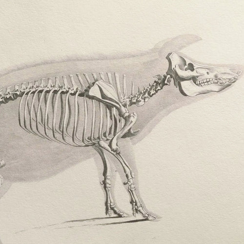 Anatomy: Plate No. 16