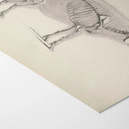 Anatomy: Plate No. 16