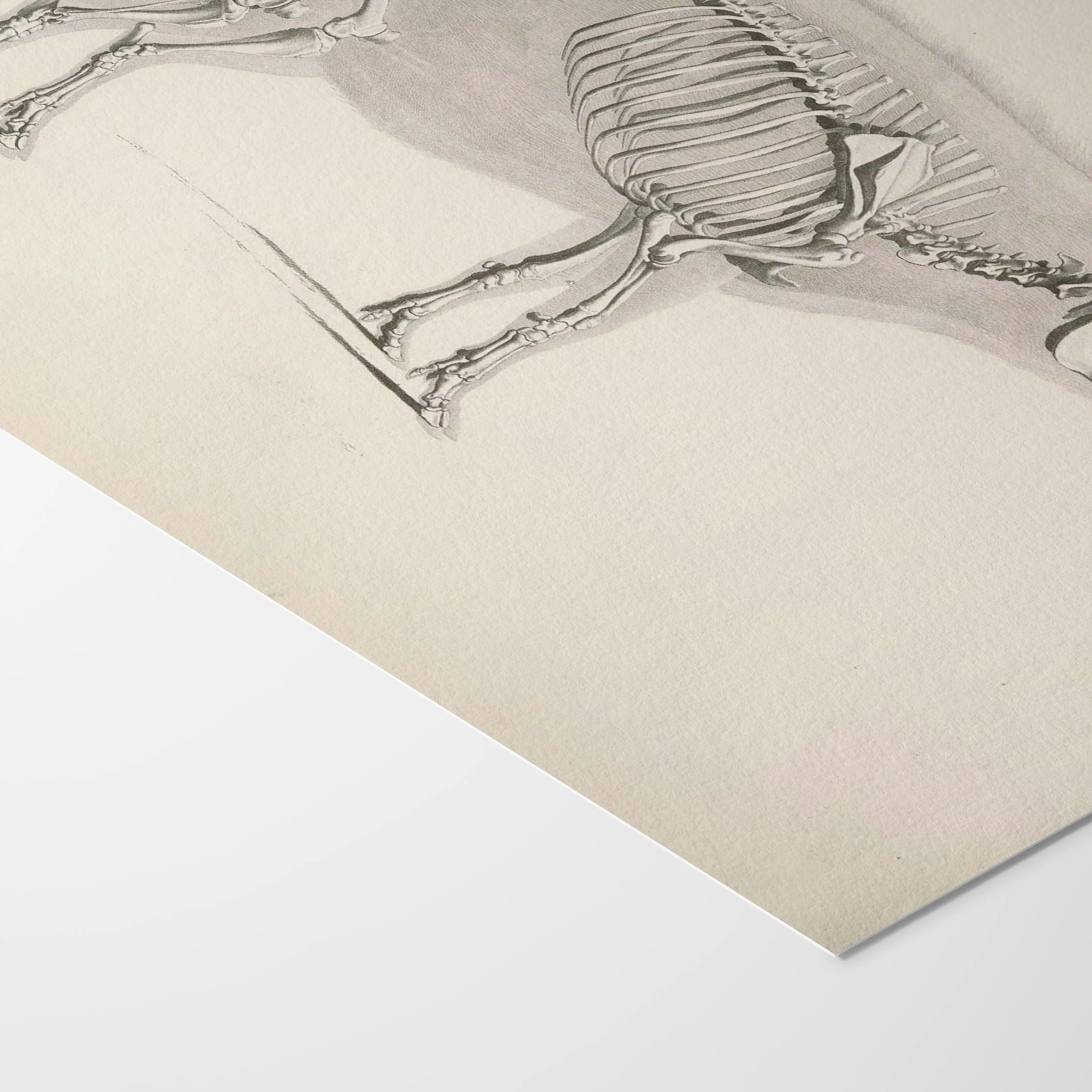 Anatomy: Plate No. 16