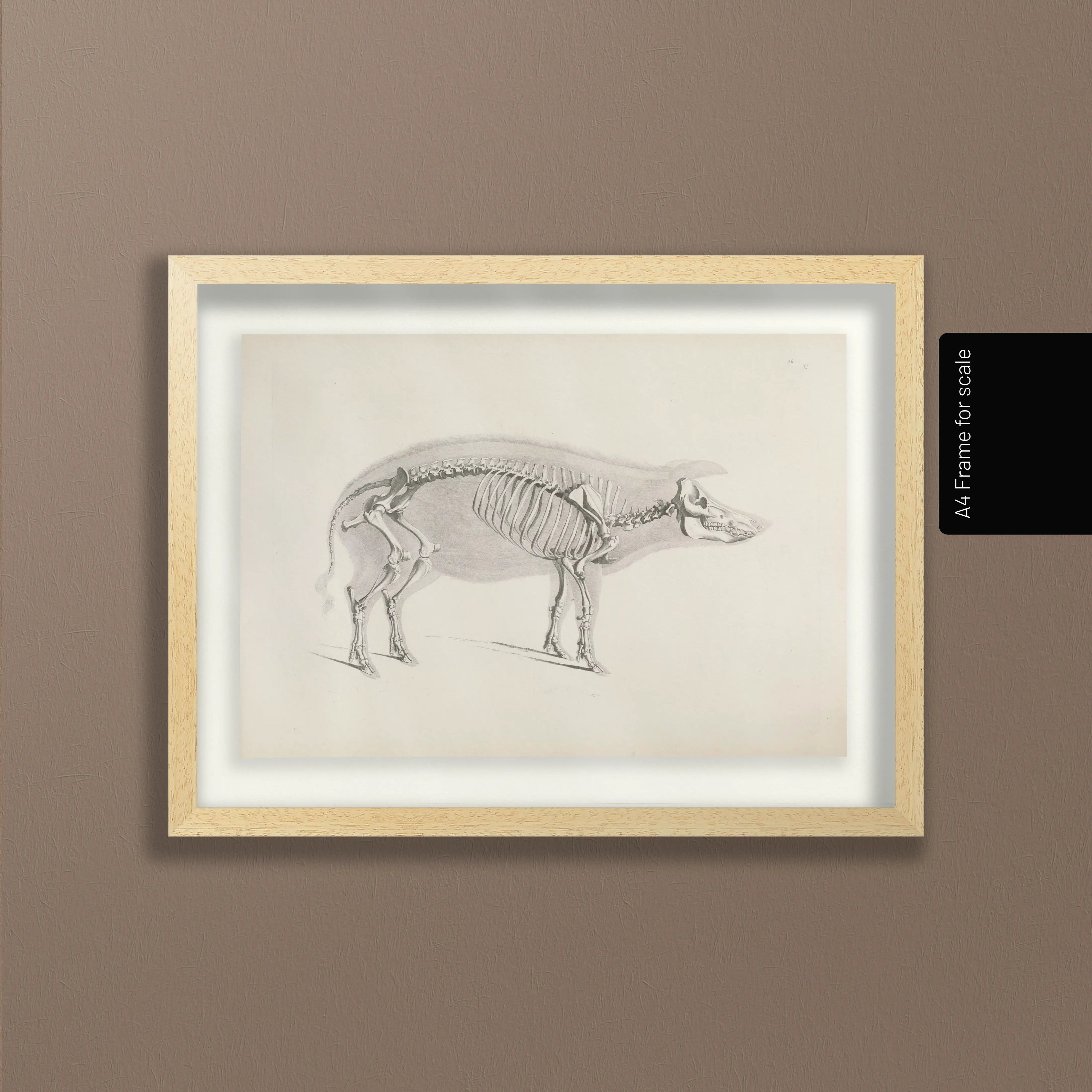 Anatomy: Plate No. 16
