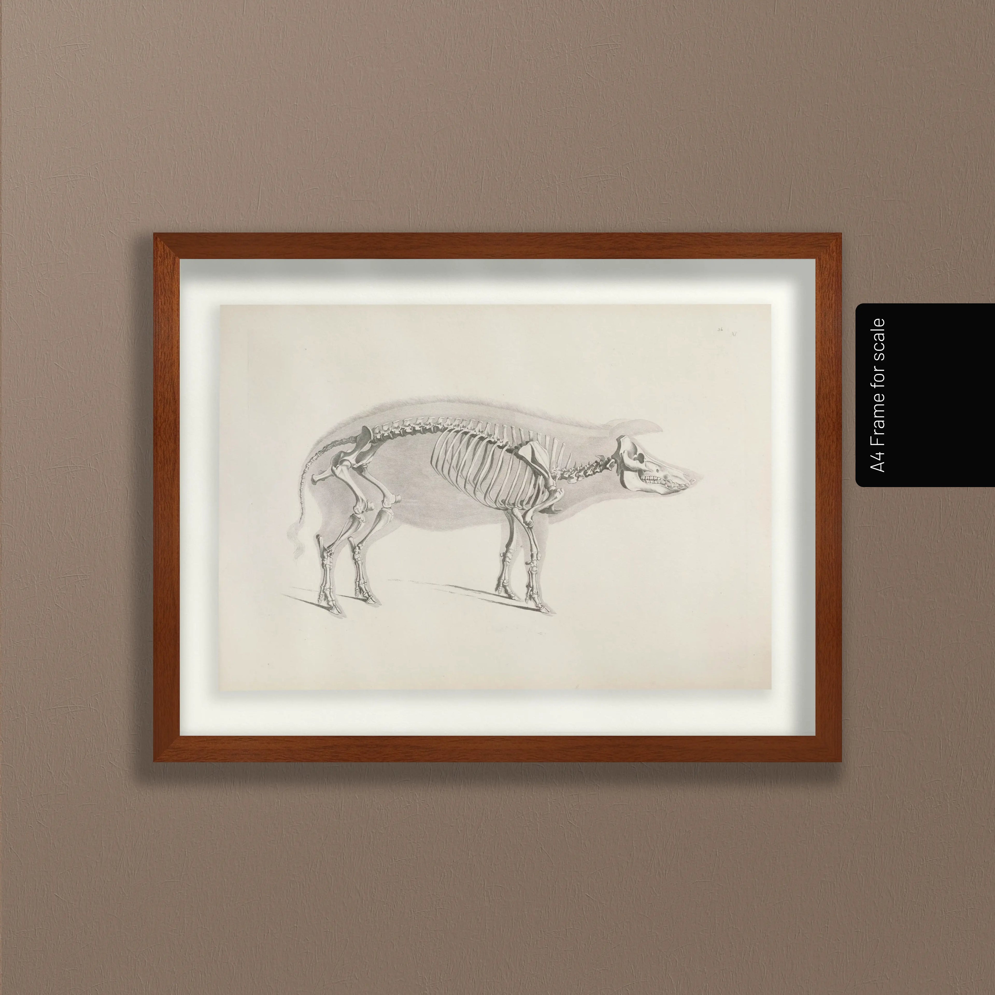 Anatomy: Plate No. 16