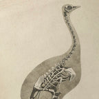Anatomy: Plate No. 17