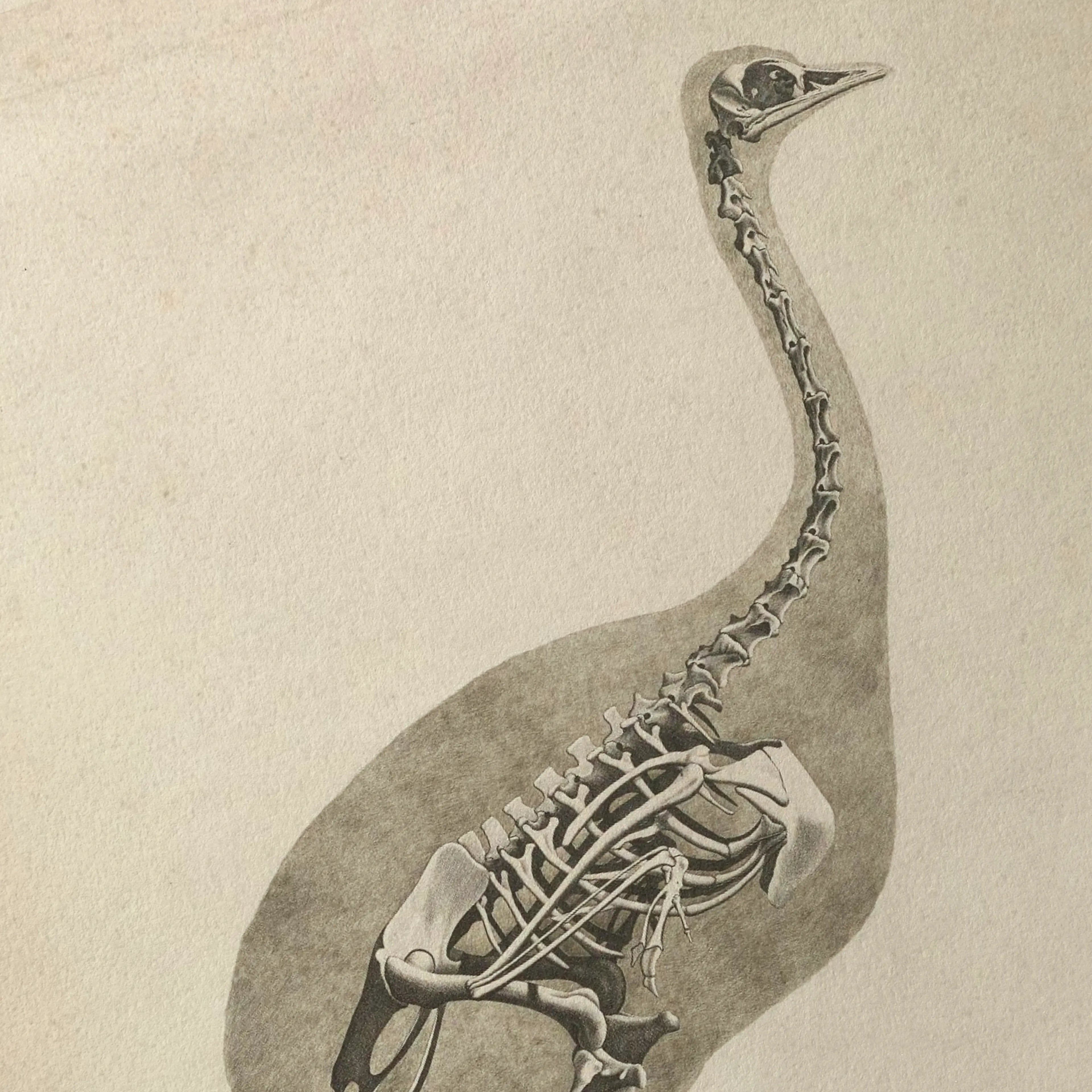 Anatomy: Plate No. 17