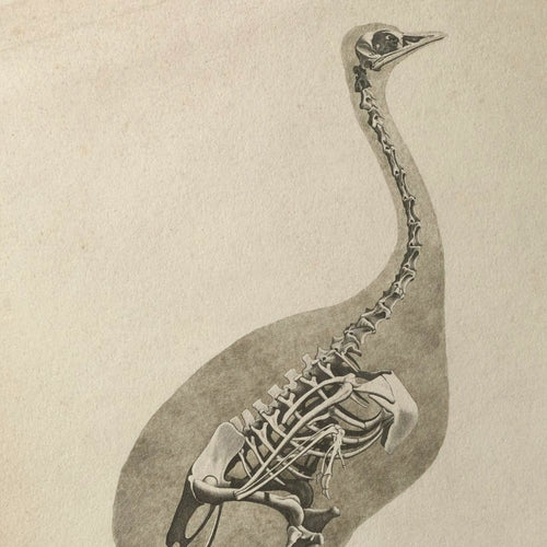 Anatomy: Plate No. 17