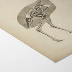 Anatomy: Plate No. 17