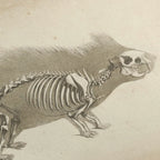 Anatomy: Plate No. 18