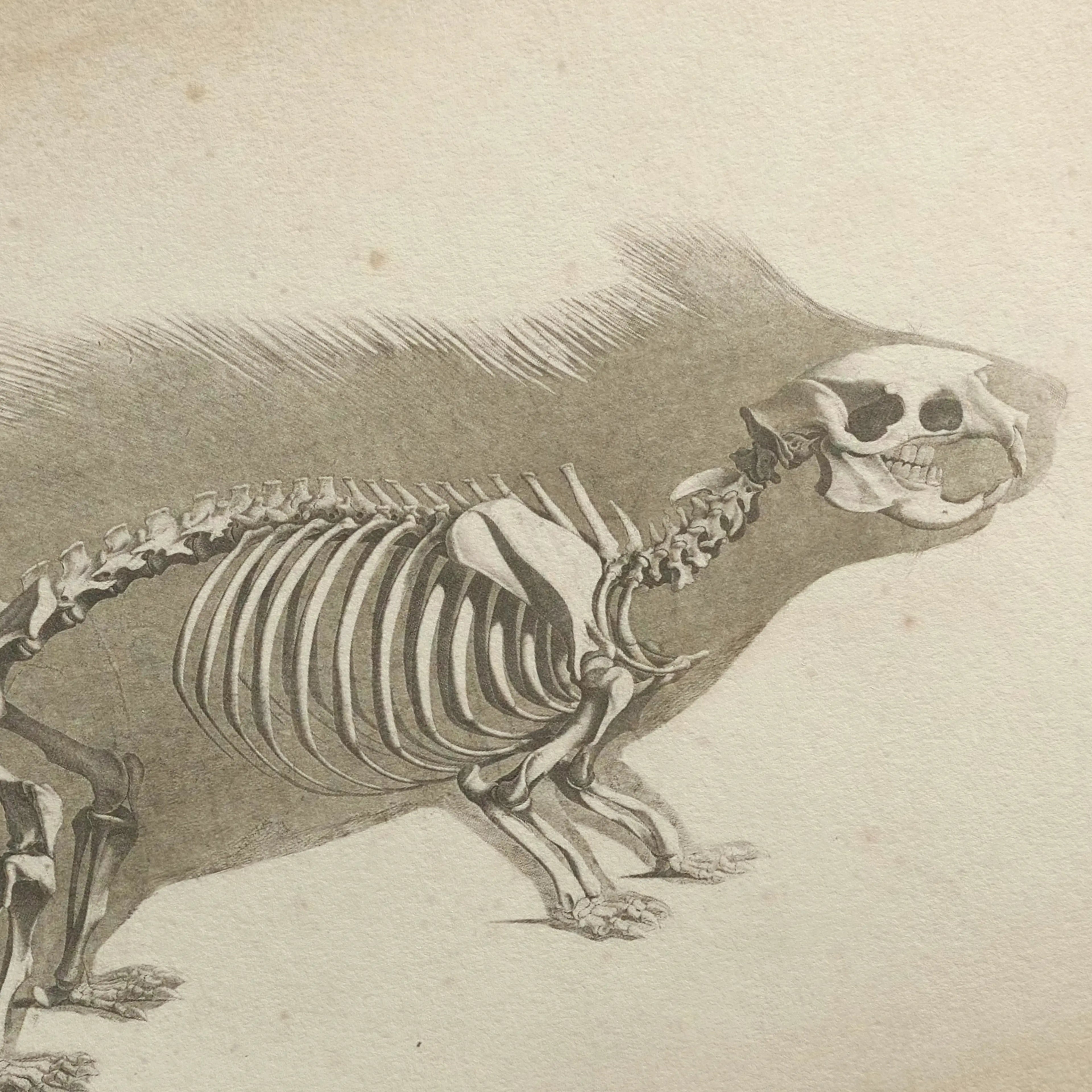 Anatomy: Plate No. 18