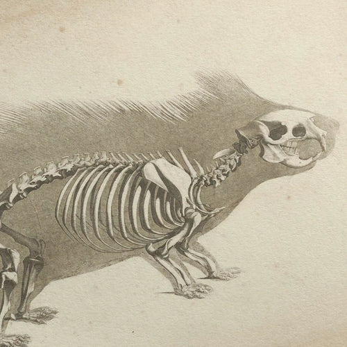 Anatomy: Plate No. 18