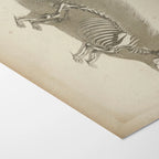 Anatomy: Plate No. 18