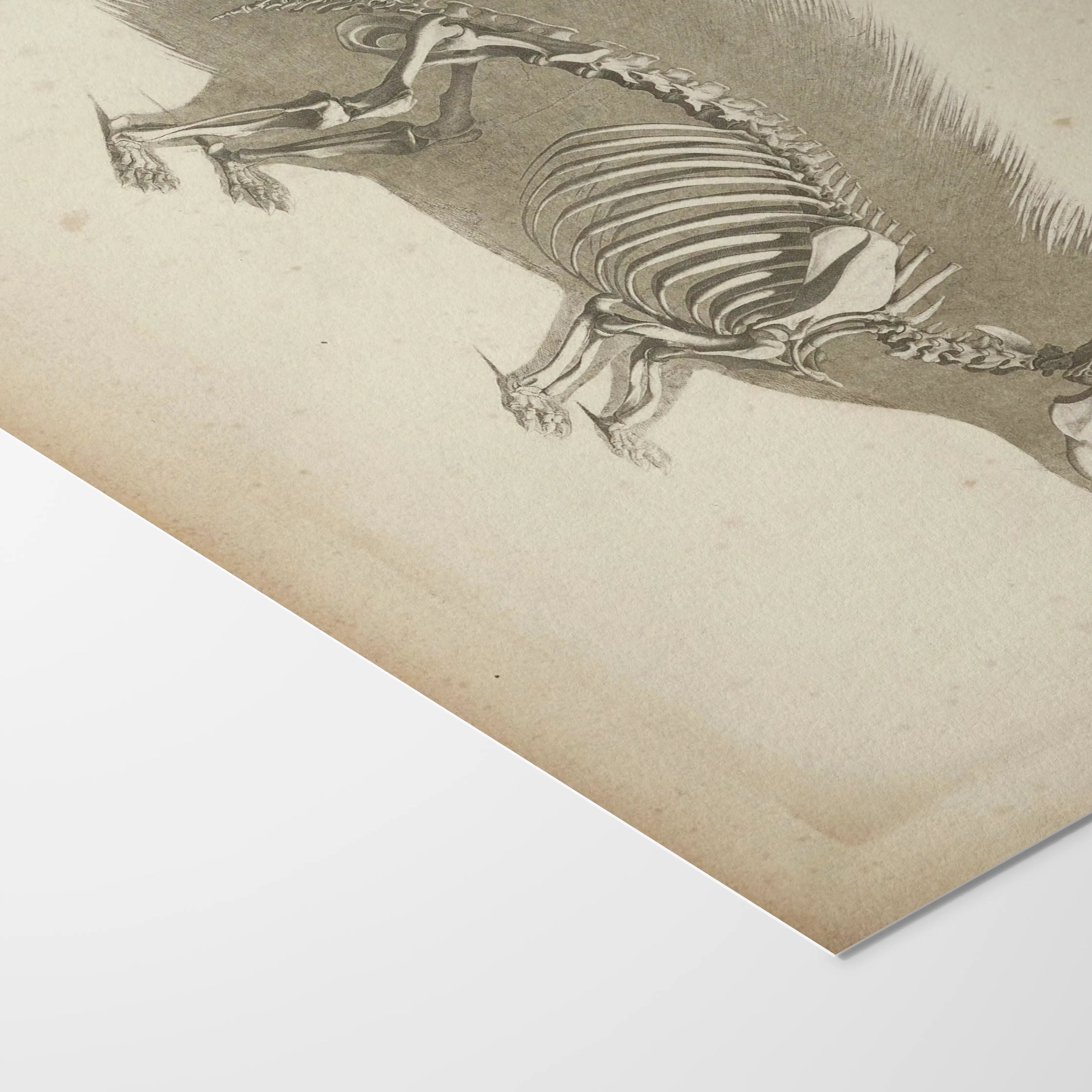 Anatomy: Plate No. 18