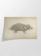 Anatomy: Plate No. 18