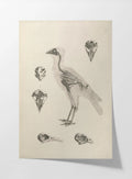 Anatomy: Plate No. 19