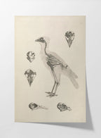 Anatomy: Plate No. 19