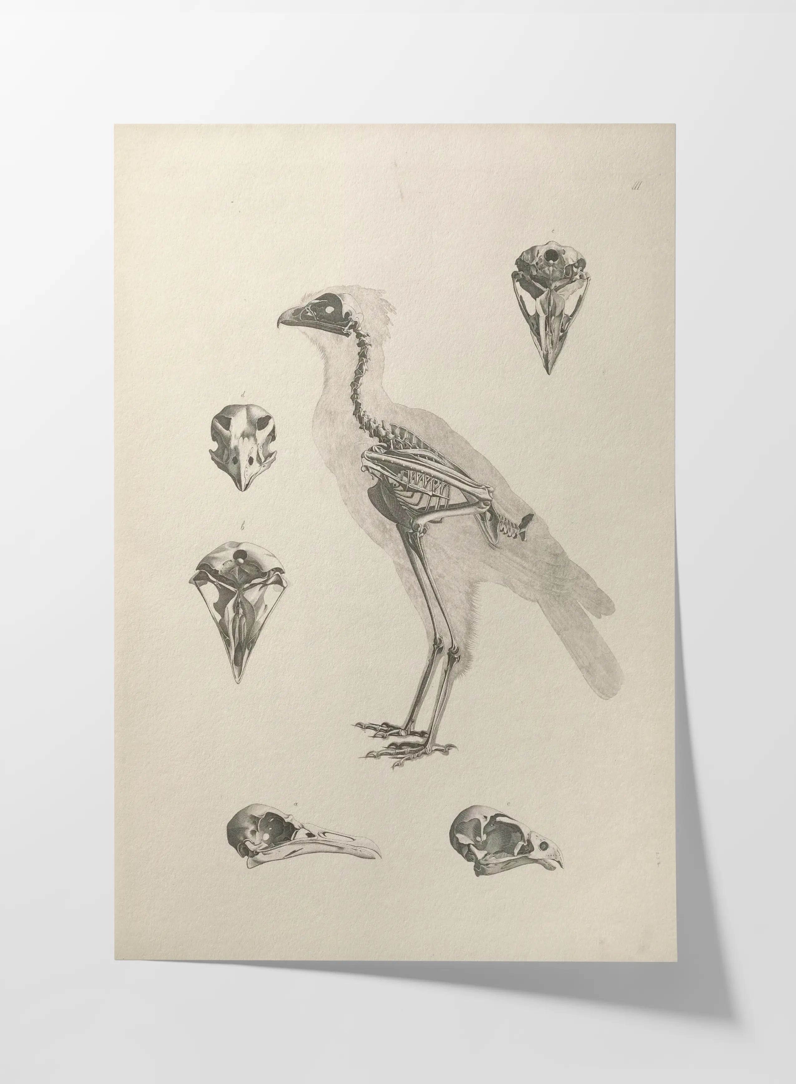 Anatomy: Plate No. 19