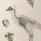 Anatomy: Plate No. 19