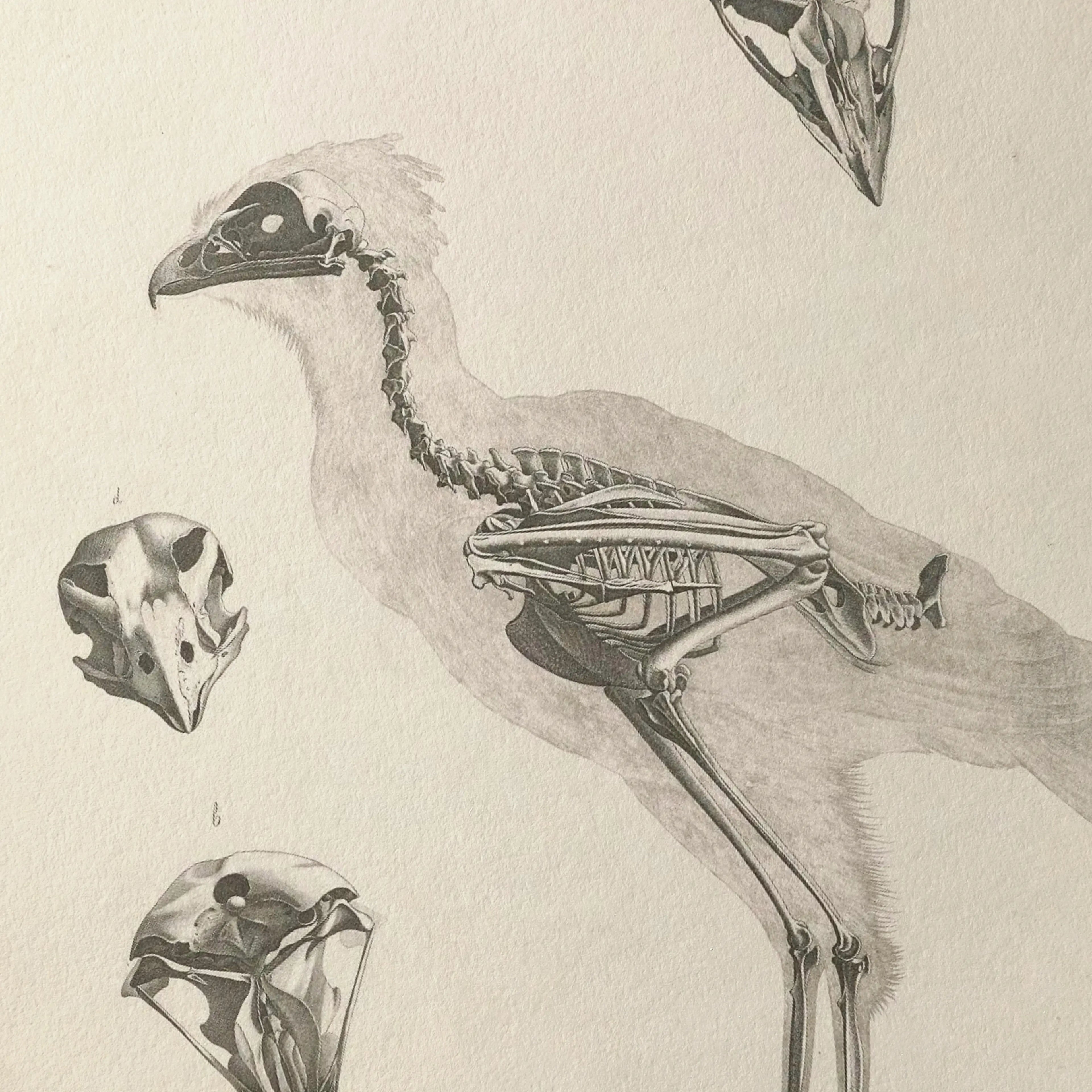 Anatomy: Plate No. 19