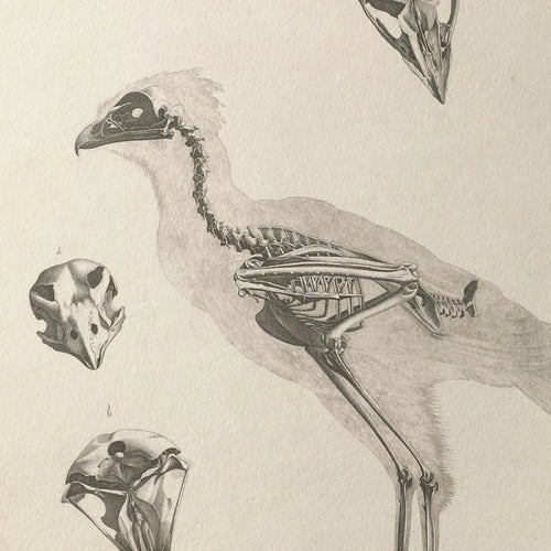 Anatomy: Plate No. 19