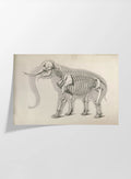 Anatomy: Plate No. 20