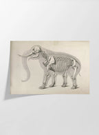 Anatomy: Plate No. 20