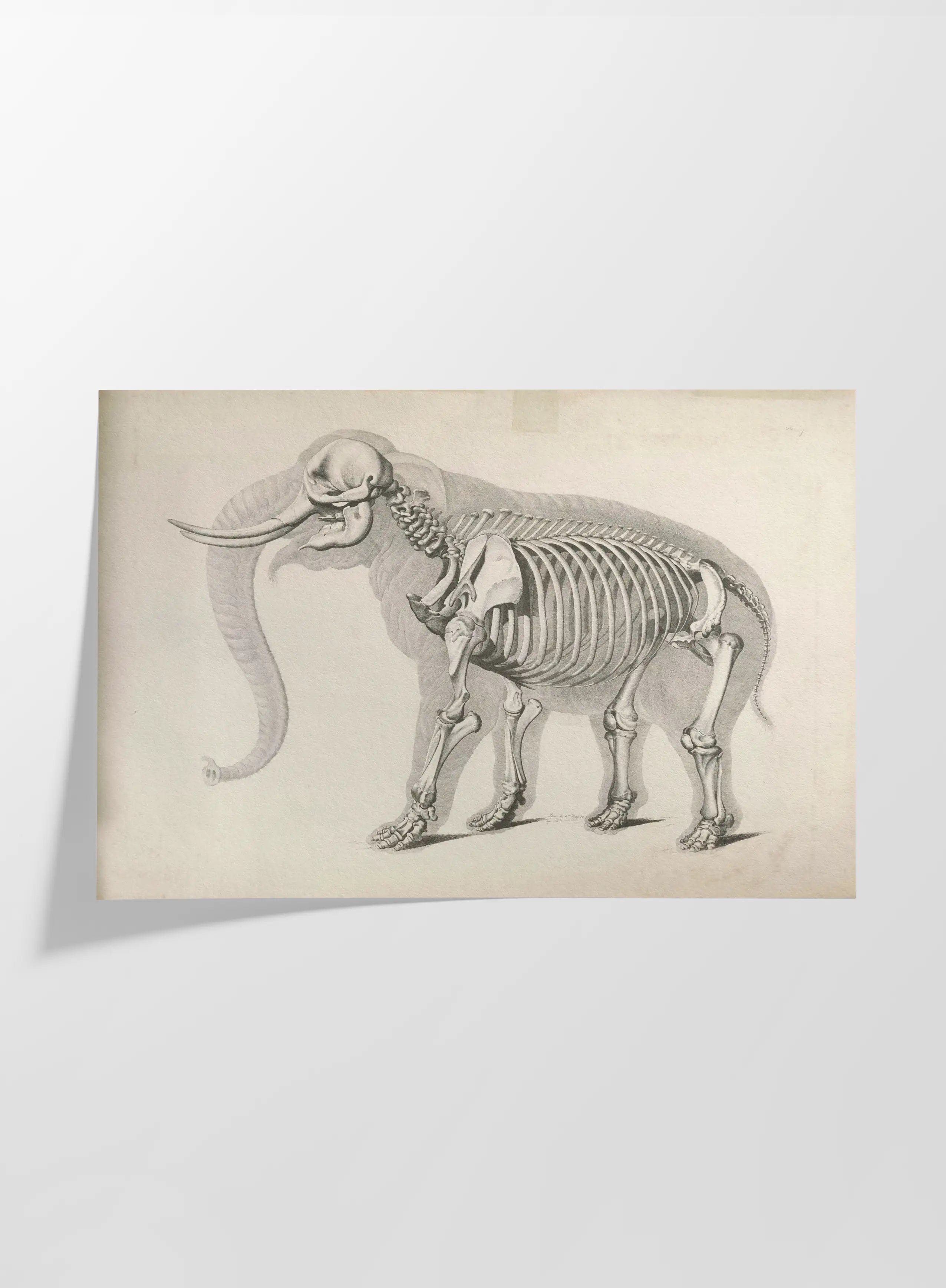 Anatomy: Plate No. 20
