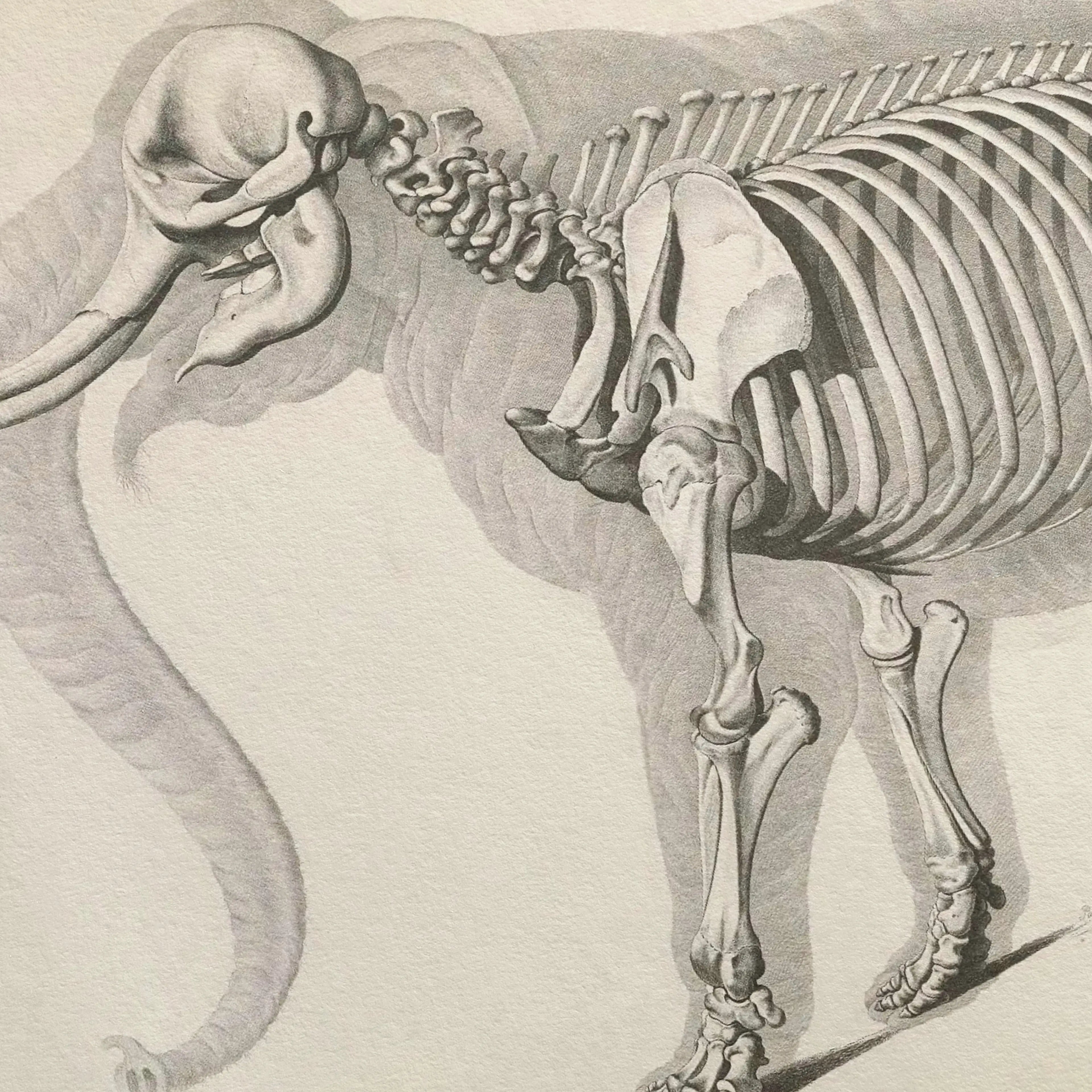 Anatomy: Plate No. 20