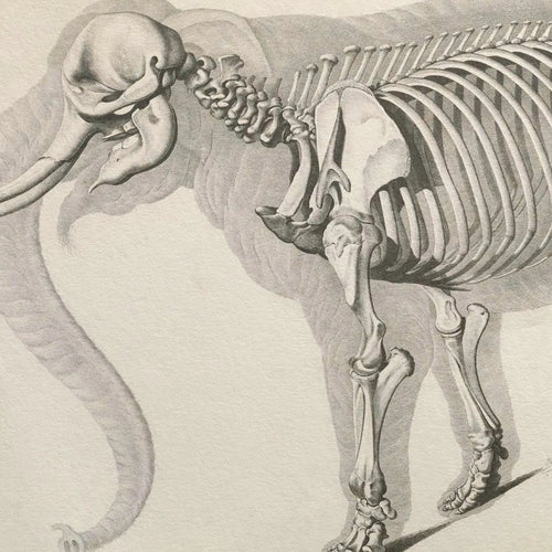Anatomy: Plate No. 20