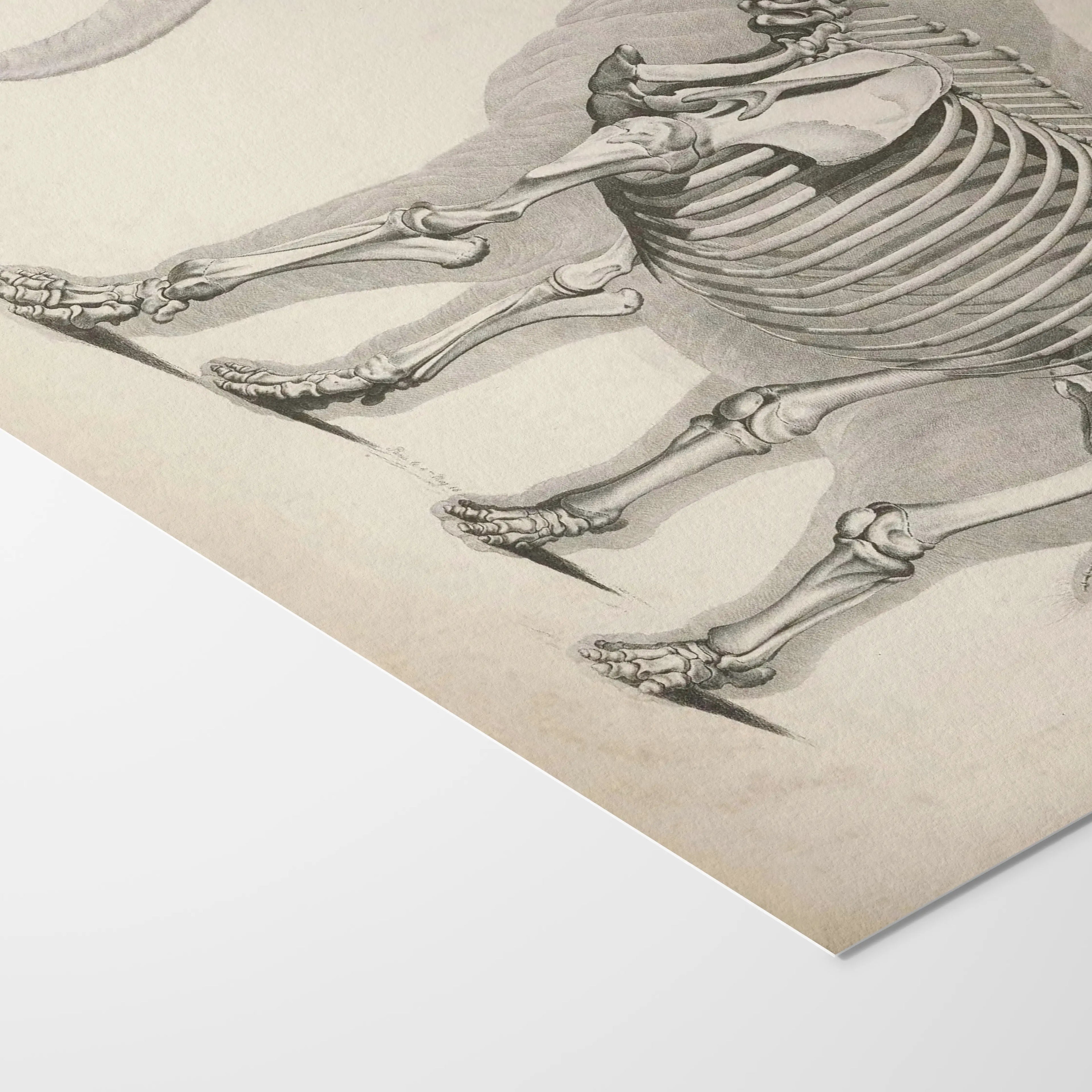 Anatomy: Plate No. 20