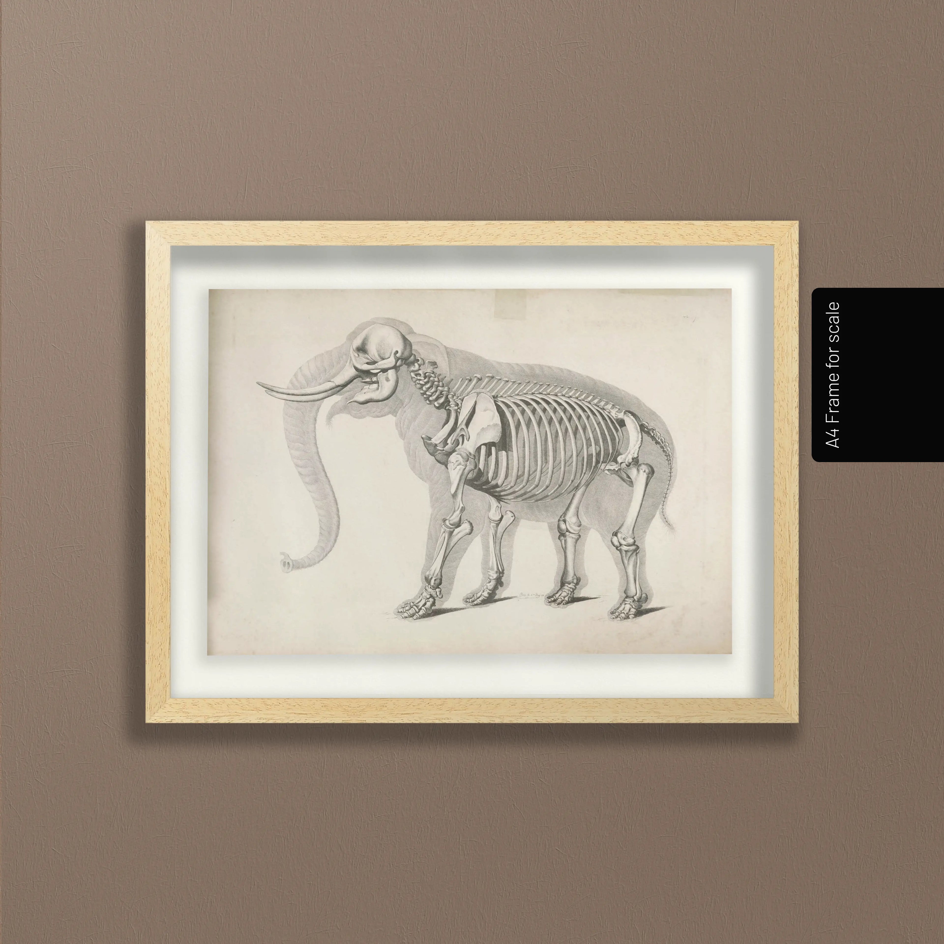 Anatomy: Plate No. 20