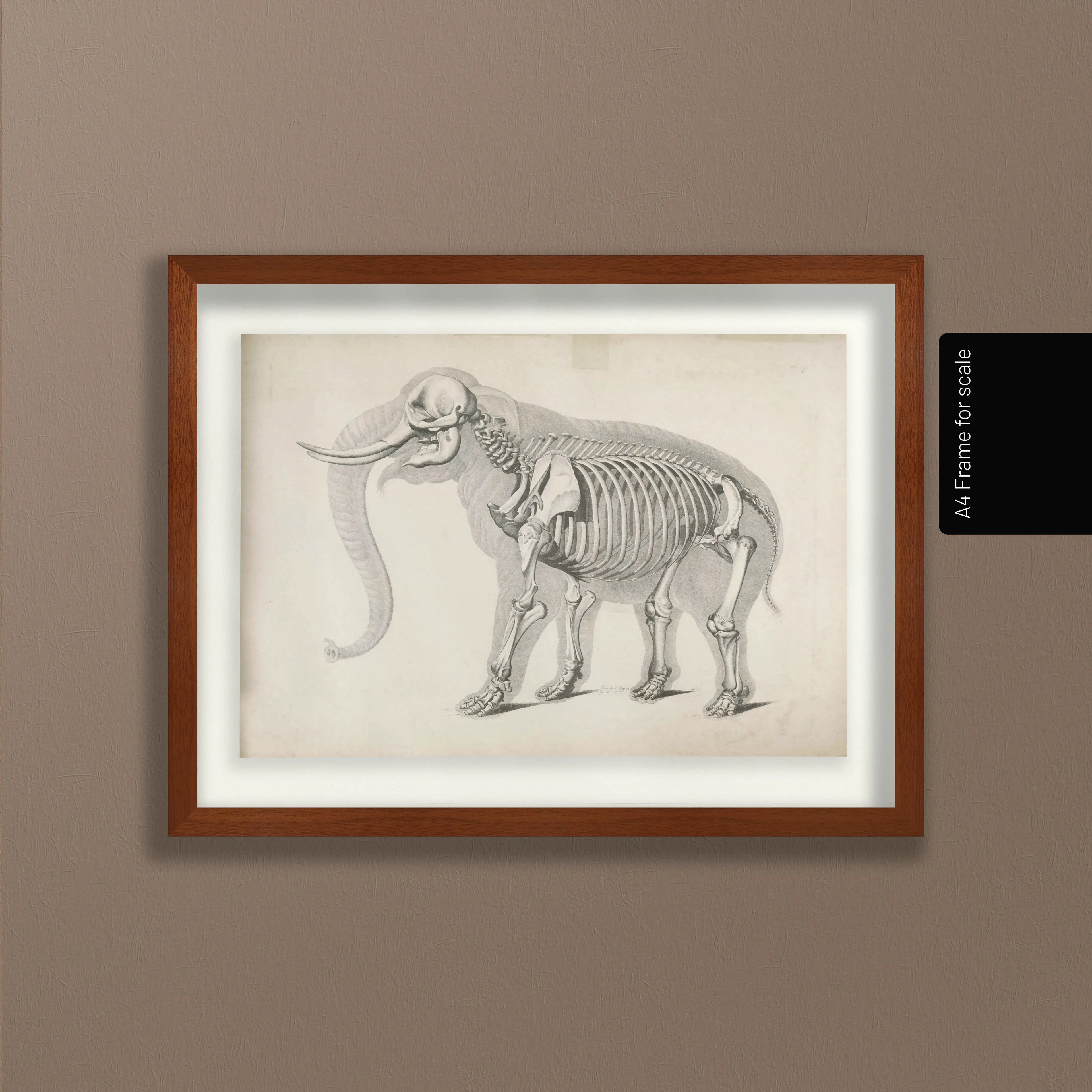 Anatomy: Plate No. 20