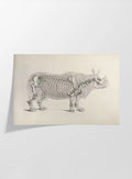 Anatomy: Plate No. 21