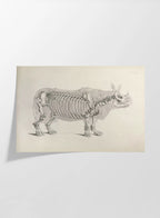 Anatomy: Plate No. 21