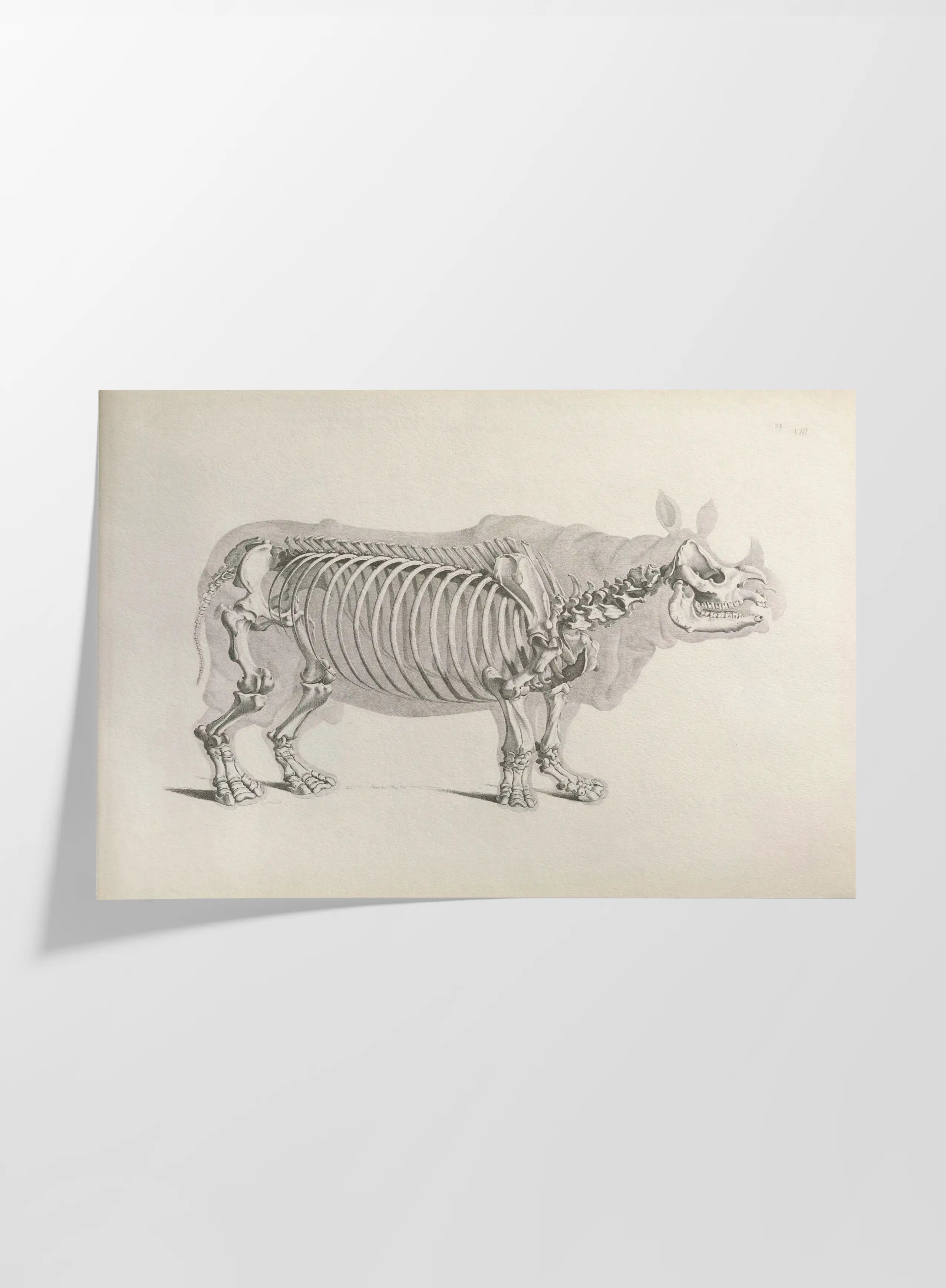Anatomy: Plate No. 21