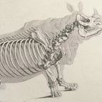 Anatomy: Plate No. 21