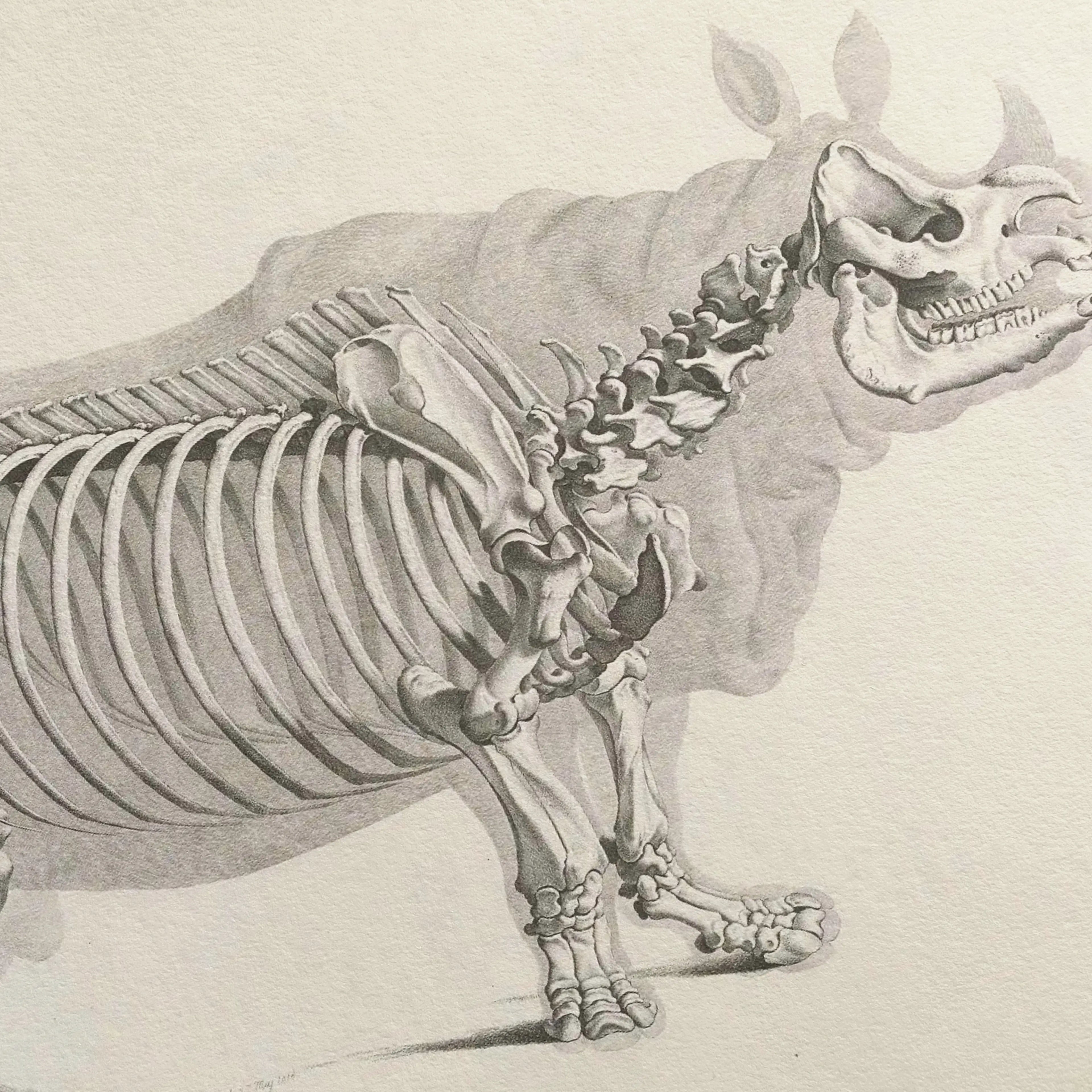 Anatomy: Plate No. 21
