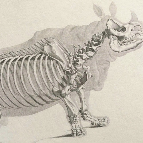 Anatomy: Plate No. 21