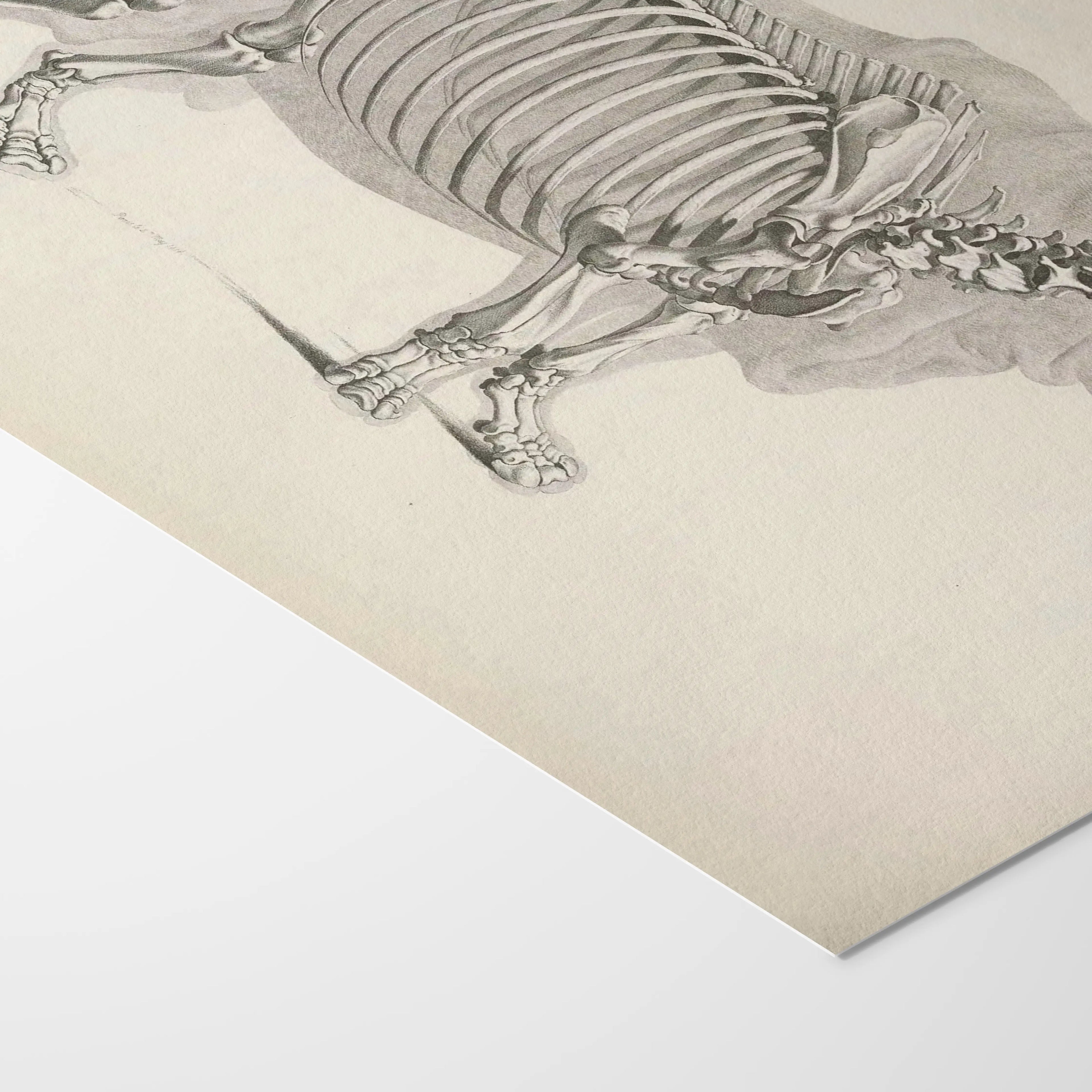 Anatomy: Plate No. 21