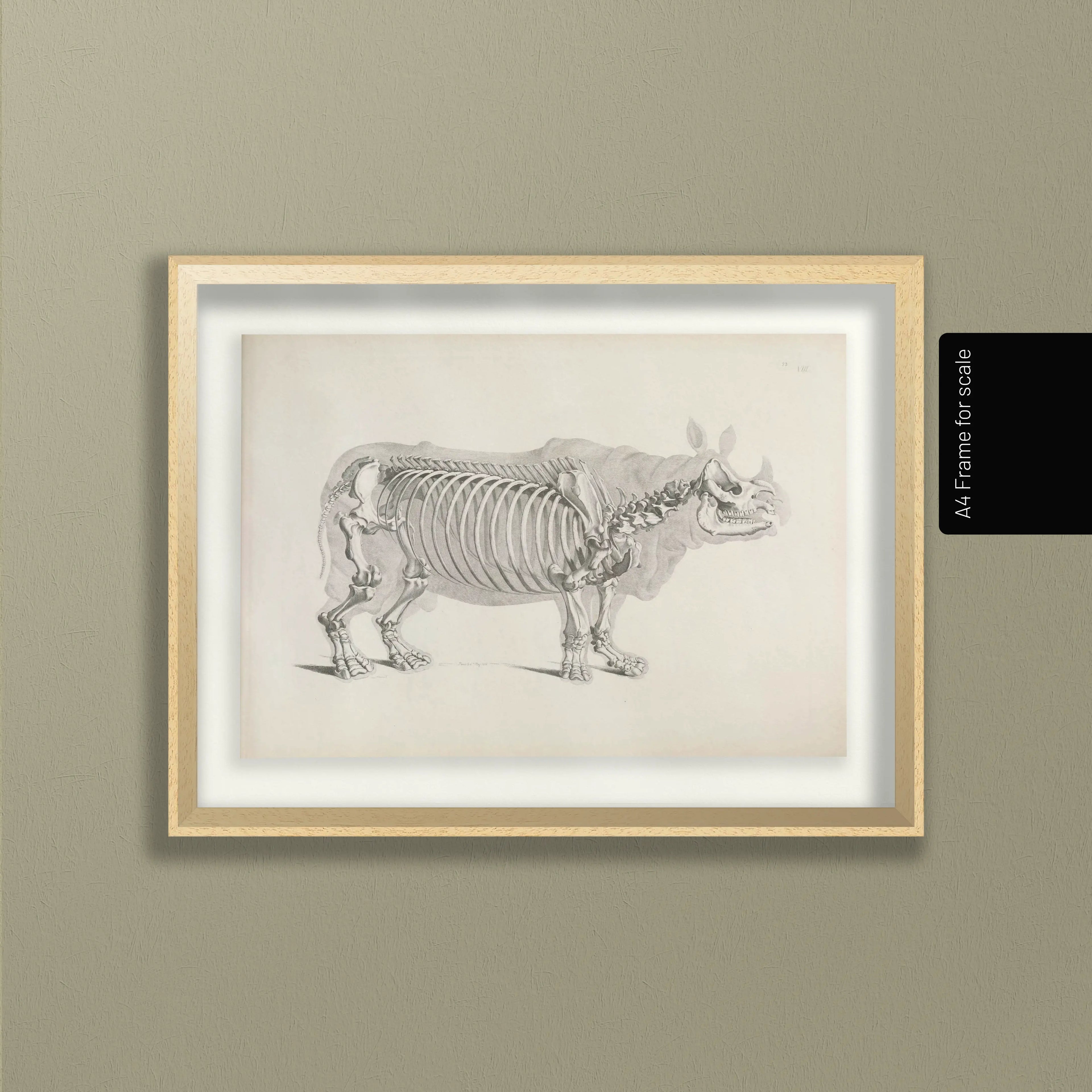 Anatomy: Plate No. 21