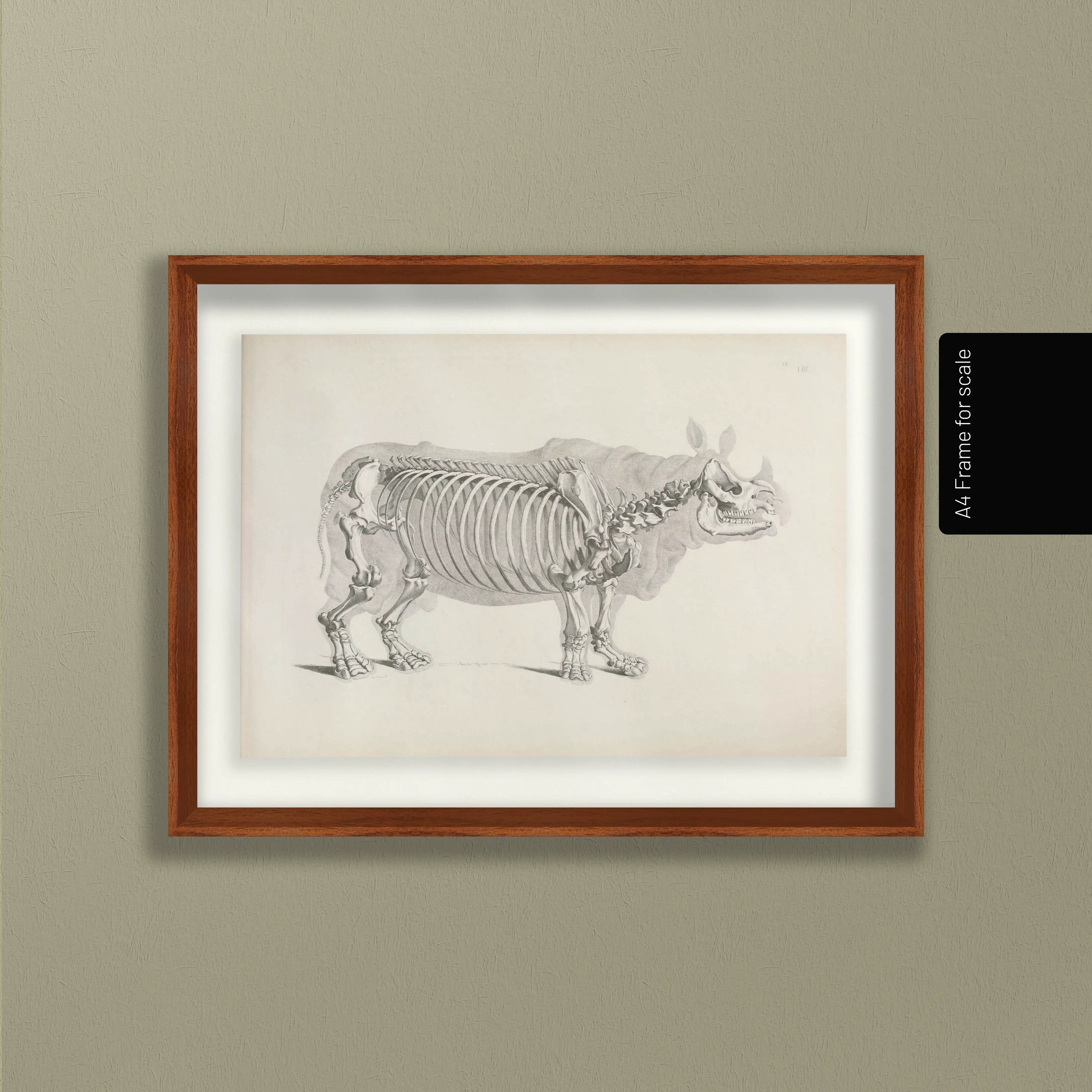 Anatomy: Plate No. 21