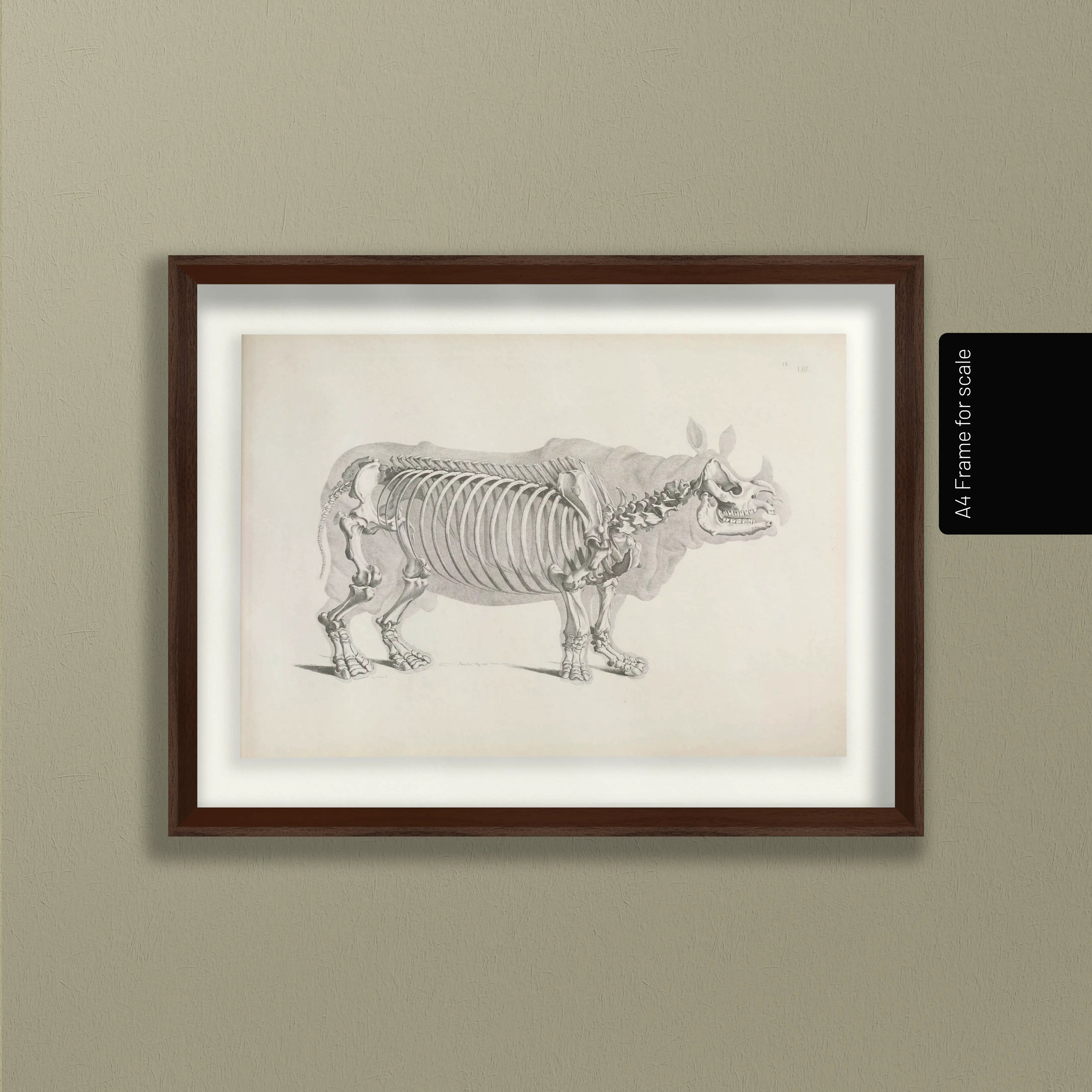 Anatomy: Plate No. 21