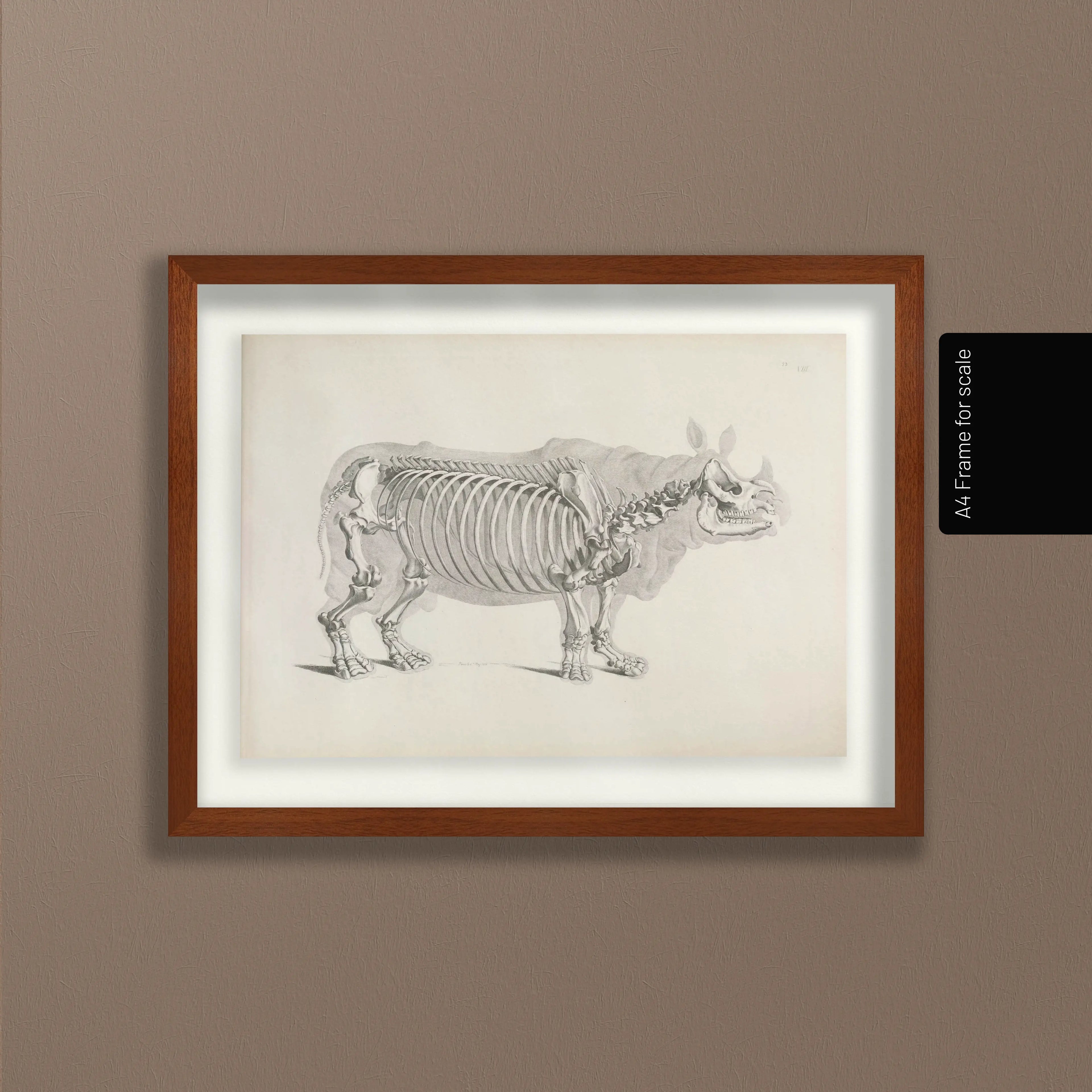 Anatomy: Plate No. 21