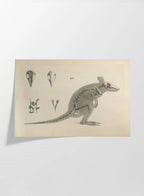 Anatomy: Plate No. 22