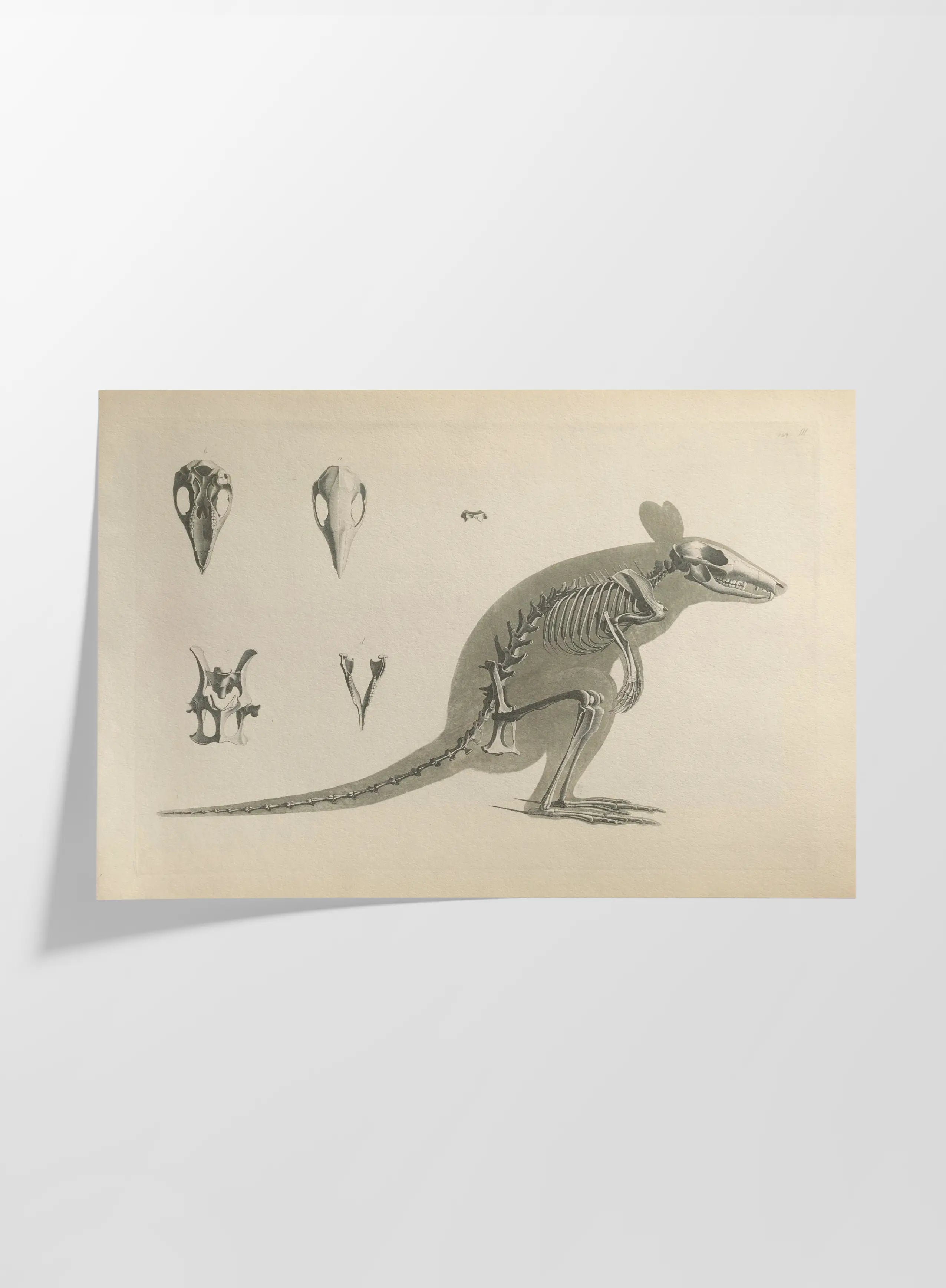 Anatomy: Plate No. 22
