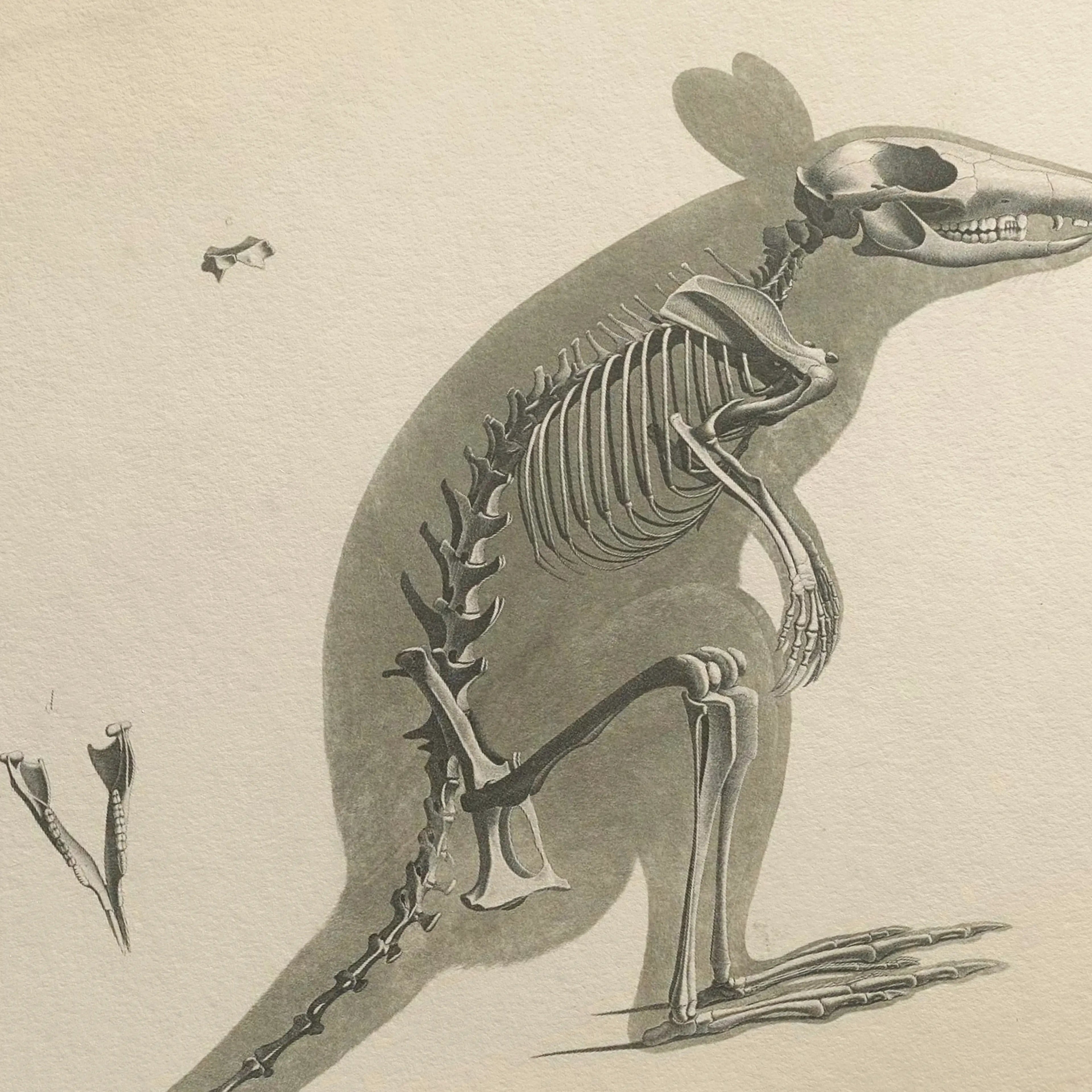Anatomy: Plate No. 22